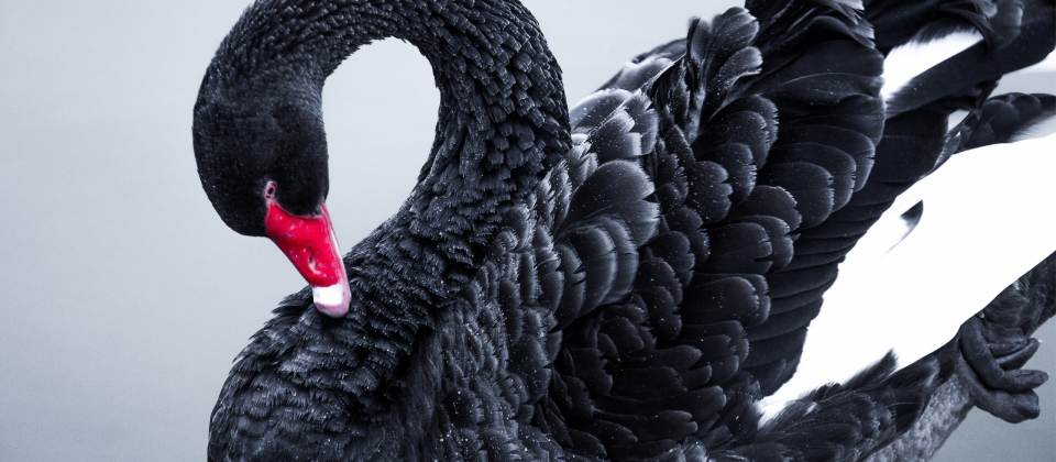 Černá labuť aneb jak využít koronavirus z pohledu investora